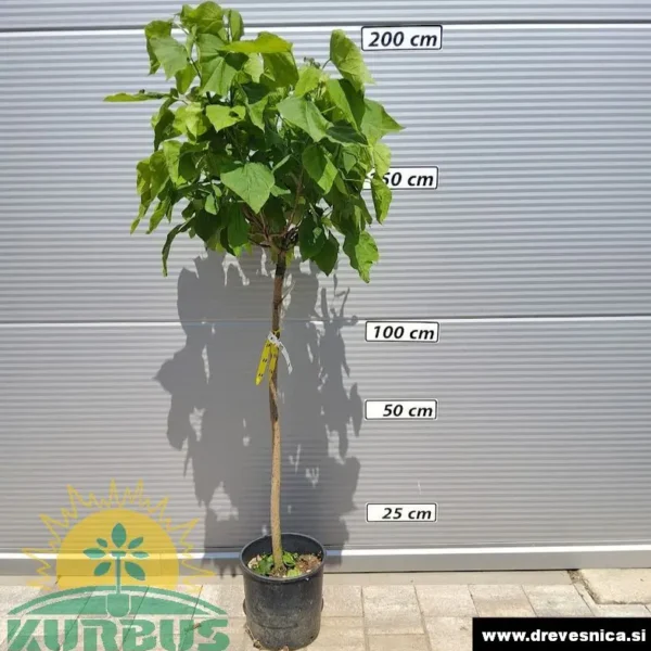 Catalpa bignonioides 'Nana' (Kroglasti cigarar)