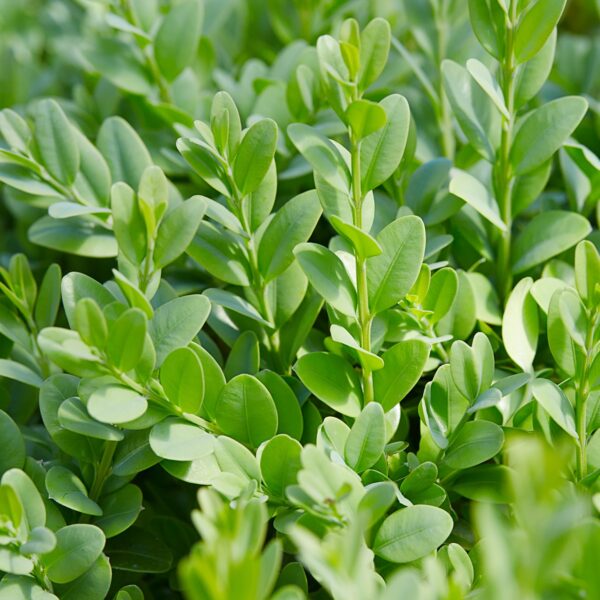 Buxus sempervirens (Pušpan)