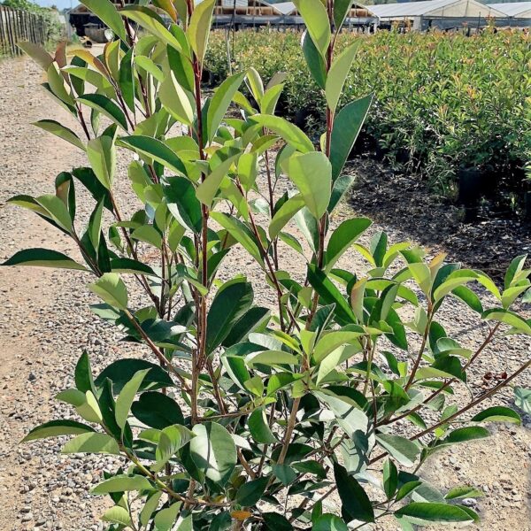 Photinia serrulata 'Red Robin' (Fotinija)