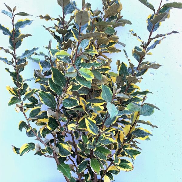 Elaeagnus ebbingei 'Viveleg' (Navadni oman Marela)