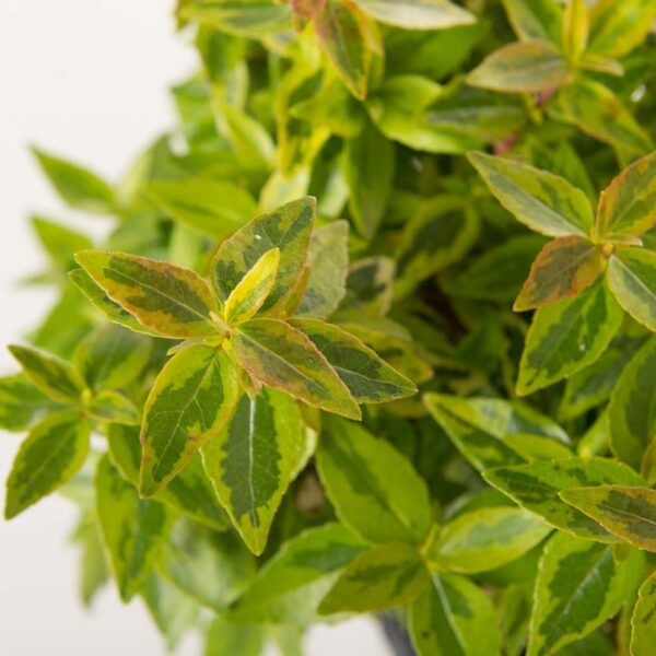 Abelia × grandiflora 'Kaleidoscope' (Velikocvetna abelija 'Kaleidoscope')