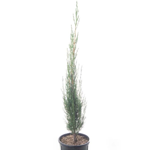Cupressus sempervirens 'Pyramidalis' (Stebrasta cipresa)