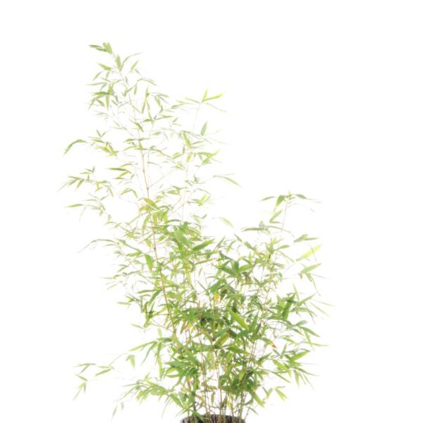 Phyllostachys Aurea (Zlati bambus)