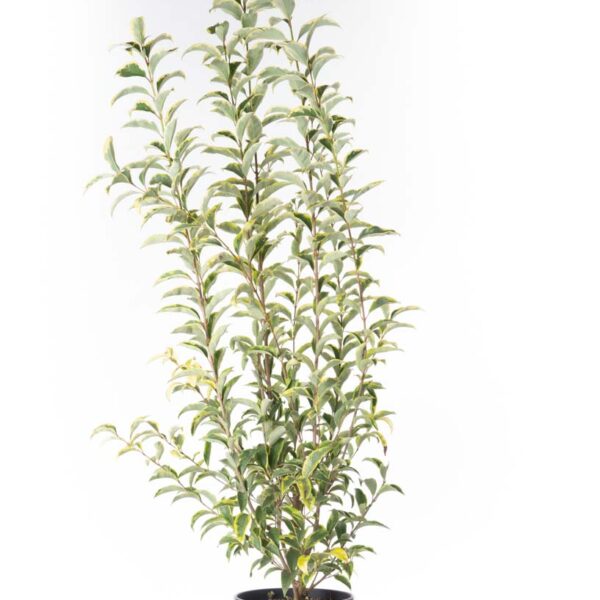 Ligustrum lucidum 'Excelsum Superbum' (Kitajski liguster)