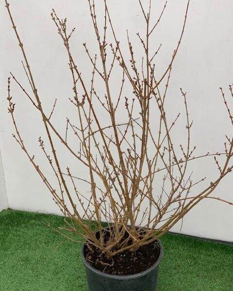 Forsythia cou `Week.End` (Forsitija)