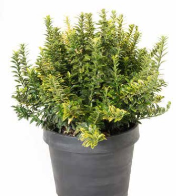 Euonymus japonicus 'Pulch Aureovariegatus' (Japonska trdoleska)