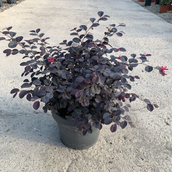 Loropetalum chinense 'Black Pearl' (Loropetalum na steblu)
