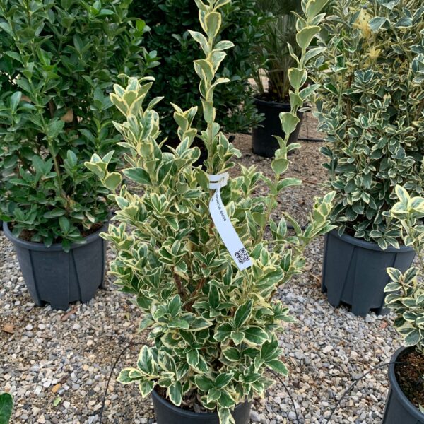 Euonymus japonicus Bravo