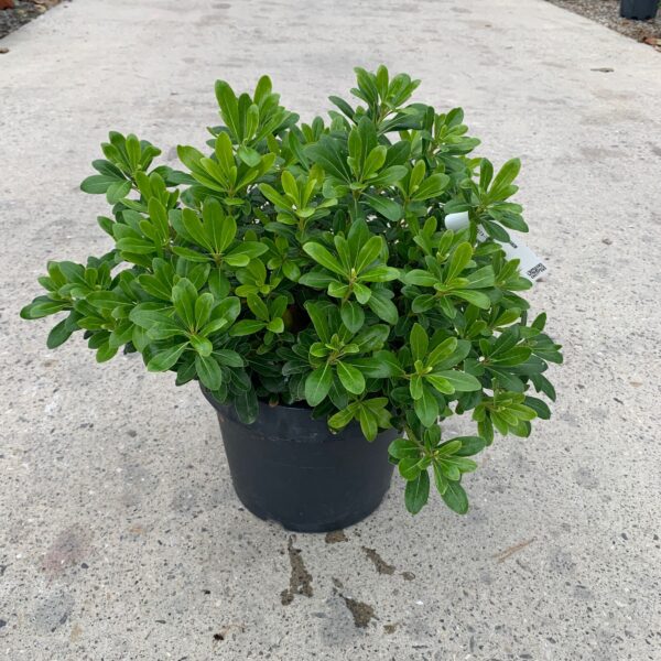 Pittosporum tobira 'Nanum' (Lepljivec)