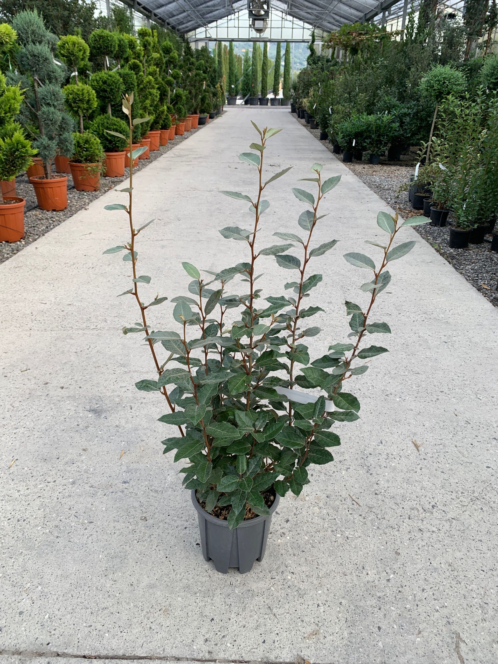 Variation image: C-8051838094312 Elaeagnus ebbingei 'Compacta' (Navadni oman) - slika 1
