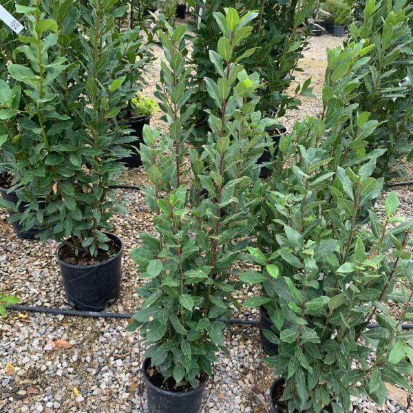 Laurus nobilis (Navadni lovor)