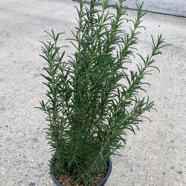 Rosmarinus officinalis (Navadni rožmarin)