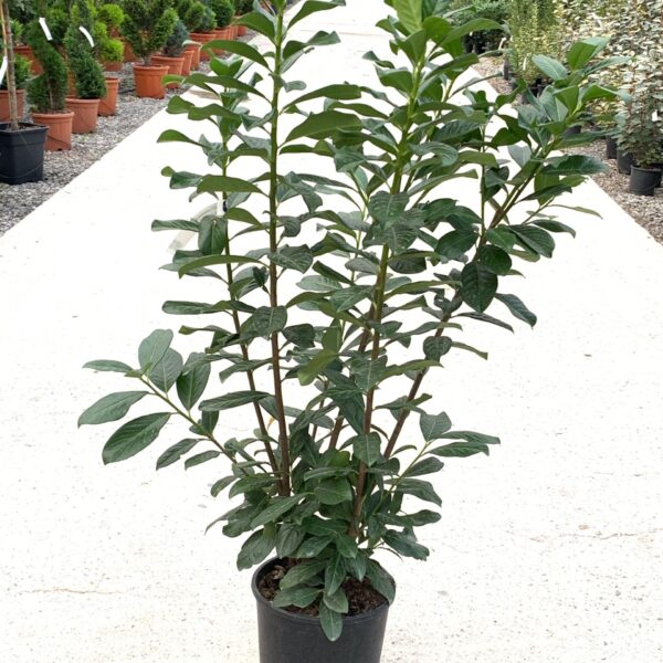 Prunus laurocerasus 'Novita' (Lovorikovec)