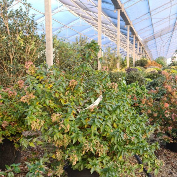 Abelia × grandiflora 'Compacta' (Velikocvetna abelija 'Compacta')