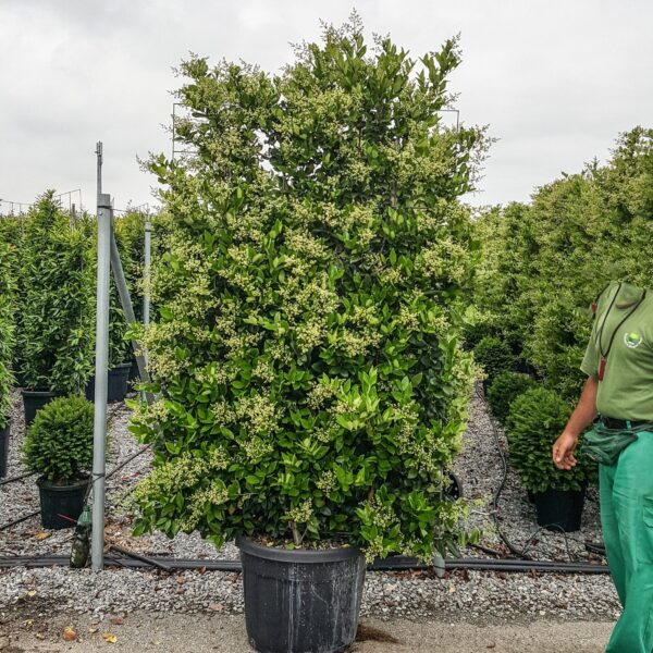 Ligustrum Texanum (Liguster Texanum)