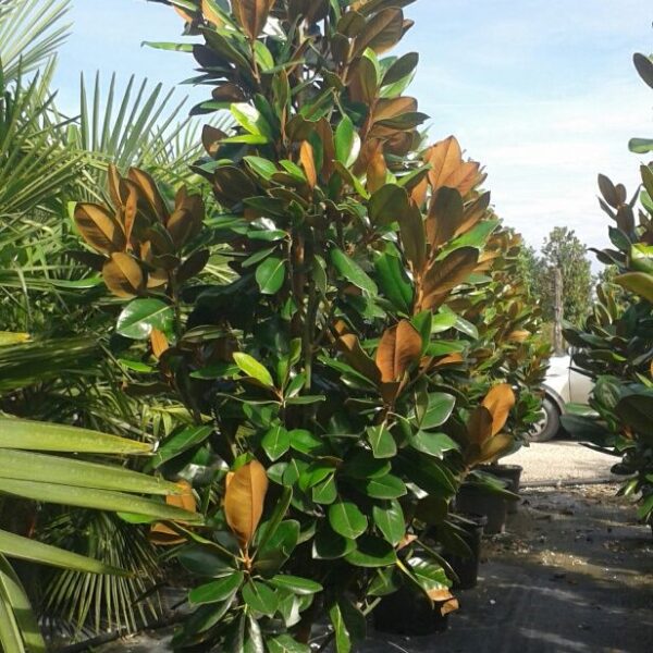 Magnolia Grandiflora 'François Treyve' (Velikocvetna Magnolija 'François Treyve')