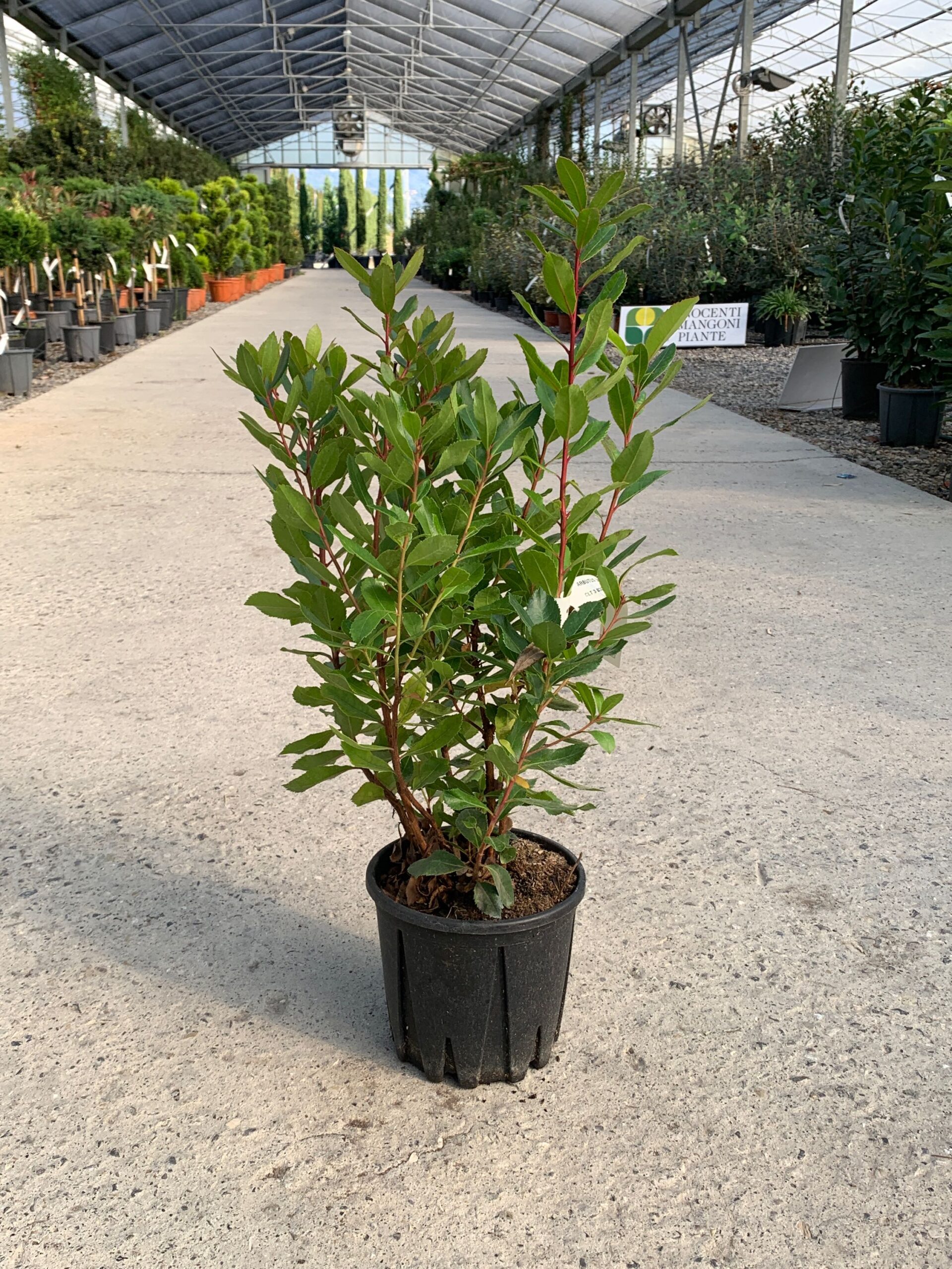 Variation image: C-8051838032536 Arbutus unedo (Navadni jagodnjak) - slika 1