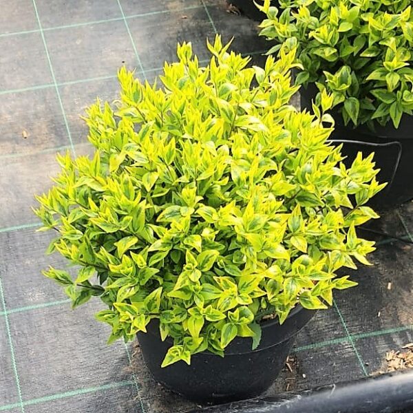 Abelia × grandiflora 'Kaleidoscope' (Velikocvetna abelija 'Kaleidoscope')