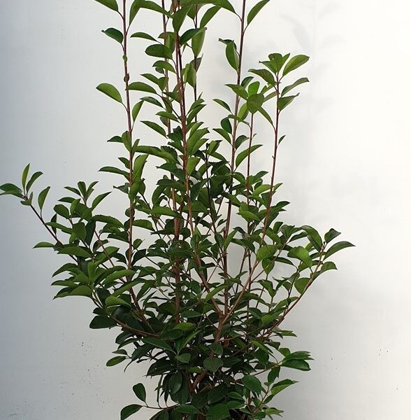 Photinia serrulata 'Red Robin' (Fotinija)