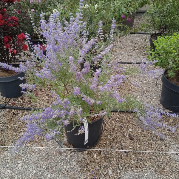 Perovskia atriplicifolia 'Blue Spire' (Lobodasta perovskija/Ruski žajbelj)