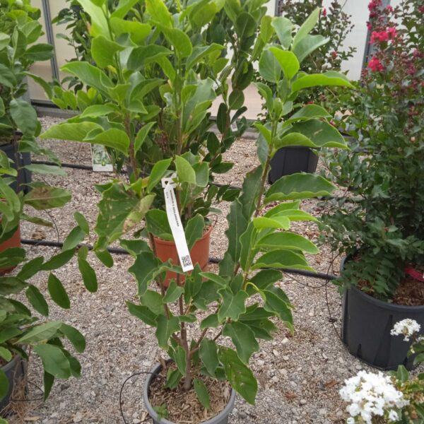 Magnolia x soulangeana (Soulangeeva magnolija)