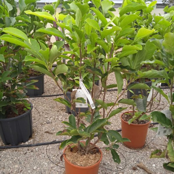 Magnolia x soulangeana (Soulangeeva magnolija)