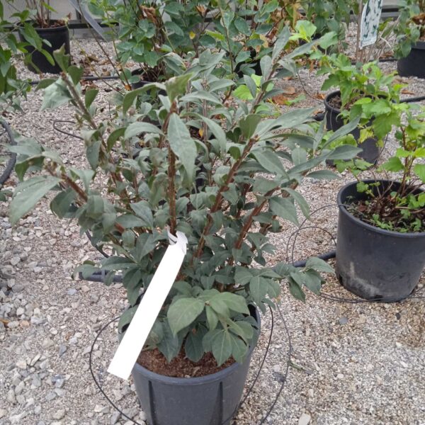 Euonymus alatus 'Compactus' (Krilata trdoleska)