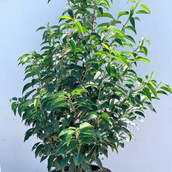 Prunus lusitanica `Angustifolia` (Portugalski lovorikovec)