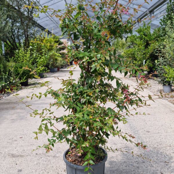Abelia 'Edward Goucher' (Abelija 'Edward Goucher')