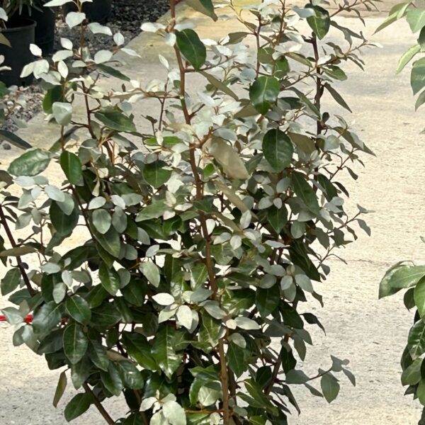 Eleagnus x ebbingei (Oljkovec)