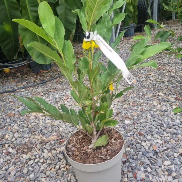 Magnolia stellata (Zvezdasta magnolija)