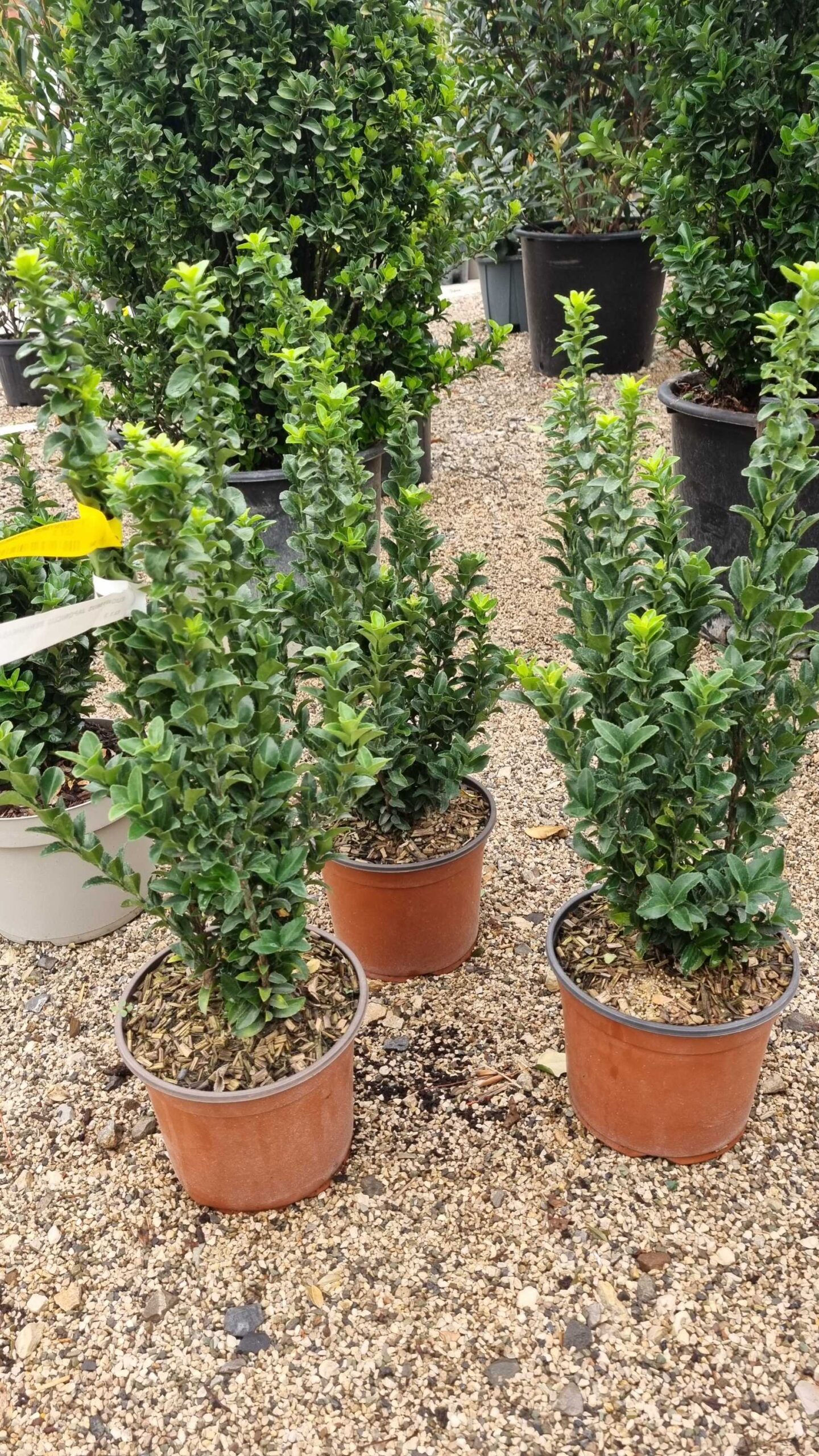 1725518780-1 Euonymus japonicus 'Benkomasaki Erecta' (Navadni euonymus) - slika 1