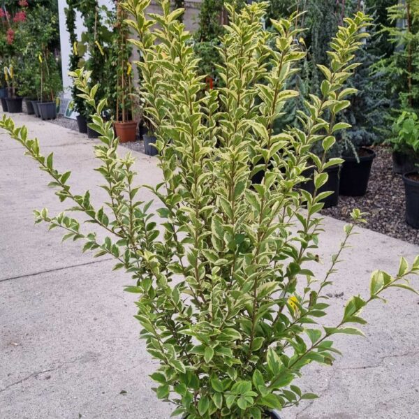 Ligustrum Ovalifolium Aureum (Ovalni liguster Aureum)