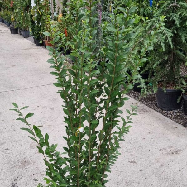 Ligustrum ovalifolium (Jajčastolistna kalina)