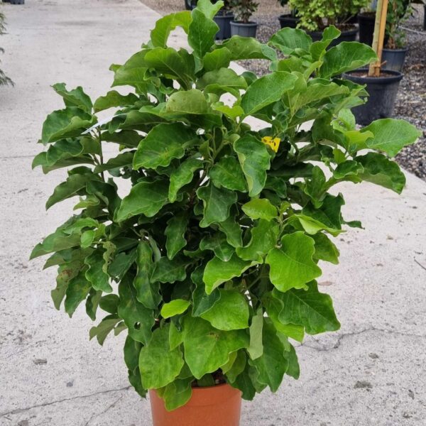 Magnolia 'Susan' (Sulanževa magnolija na steblu)