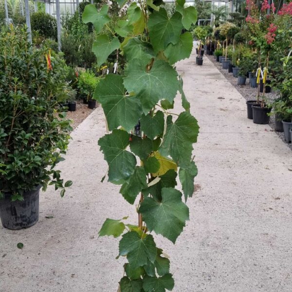 Vitis vinifera 'Nera' (Navadna vinska trta)