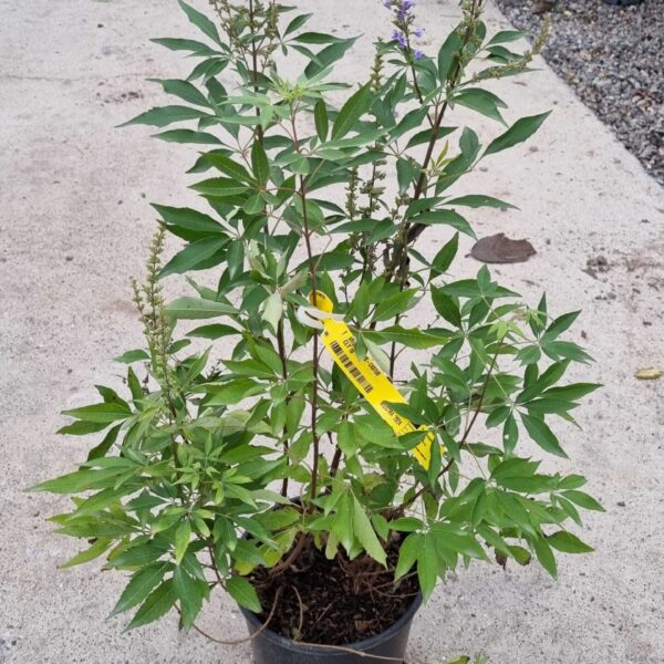 Vitex agnus-castus (Navadna konopljika)