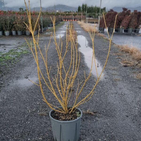 Cornus stolonifera 'Flaviramea' (Živikavi dren)