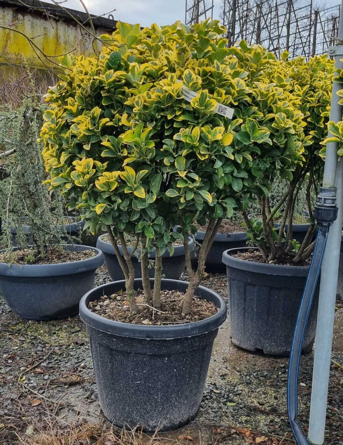 1737468658-scaled-1.jpg Euonymus japonicus 'Elegantissimus Aureus' (Japonska trdoleska Marela) - slika 1