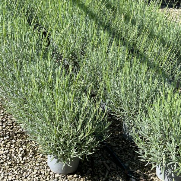 Lavandula angustifolia 'Hidcote' (Sivka)