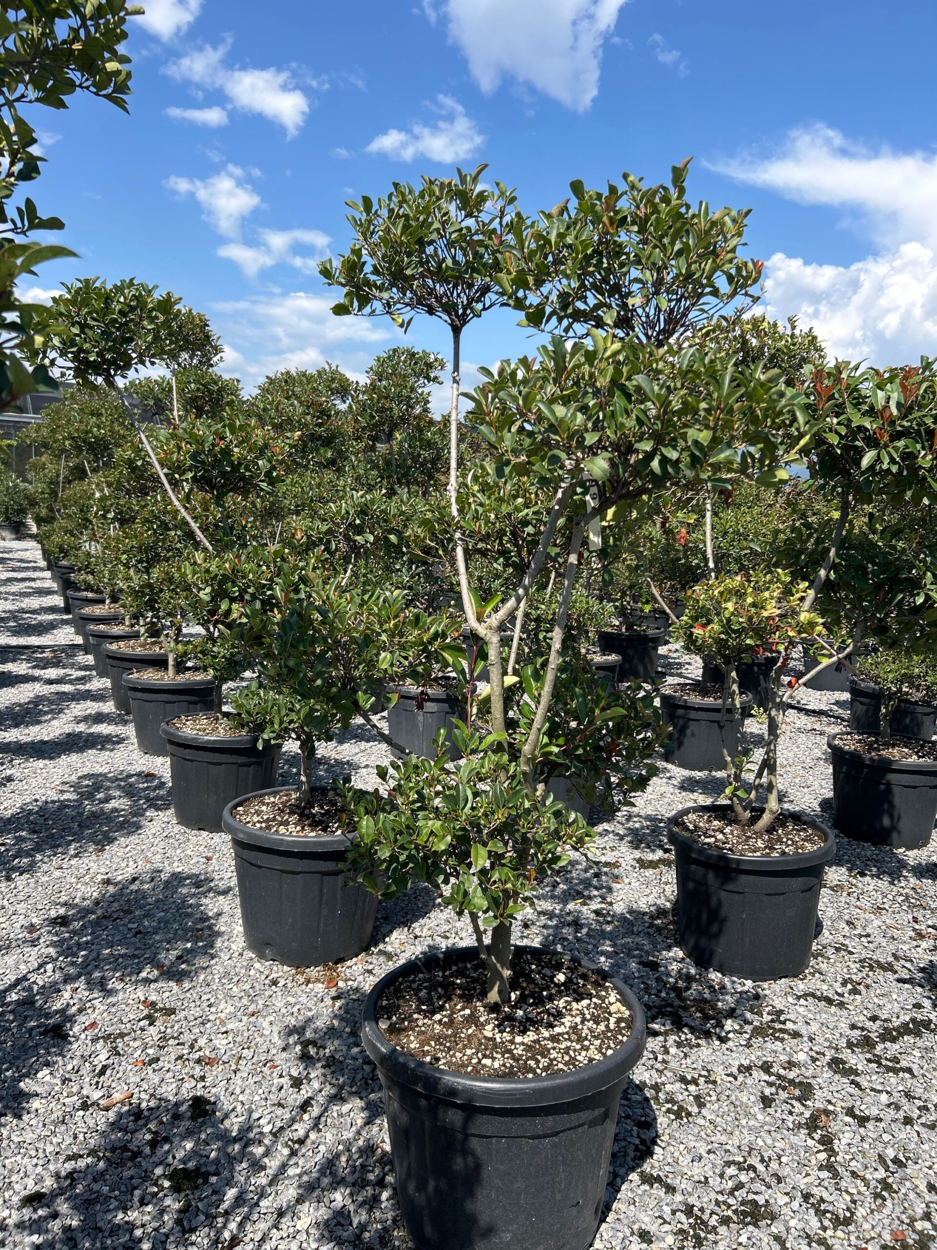 1755942168-scaled-1.jpg Photinia fraseri 'Nana' (Fotinija gojena na steblu POMPON ) - slika 1