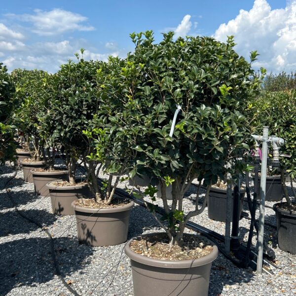 Osmanthus heterophyllus – EXTRA soliter | zimzelena arhitekturna oblika | limited availability