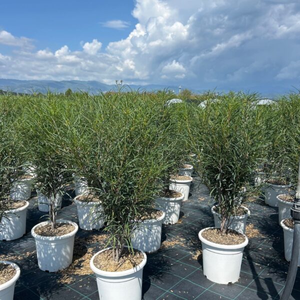 Rhamnus frangula 'Fine Line (R))