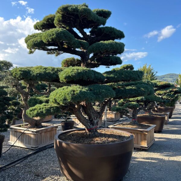 Pinus pentaphylla – (Japonski beli bor ekskluzivni soliter / bonsaj)