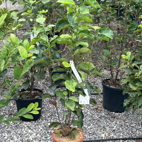 Magnolia liliiflora 'Nigra' (Tulipanovocvetna magnolija)