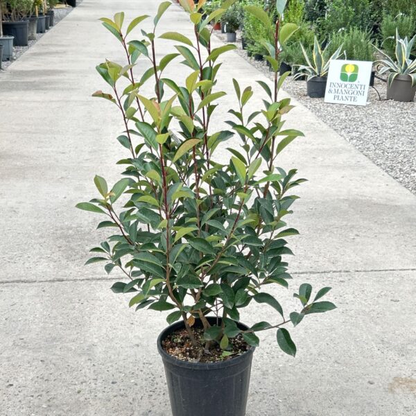 Photinia serrulata 'Red Robin' (Fotinija)