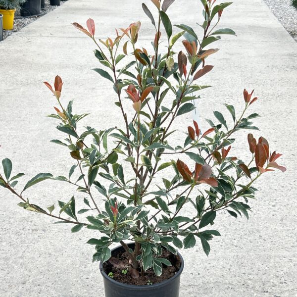 Photinia fr. 'Pink Marble' (Fotinija)