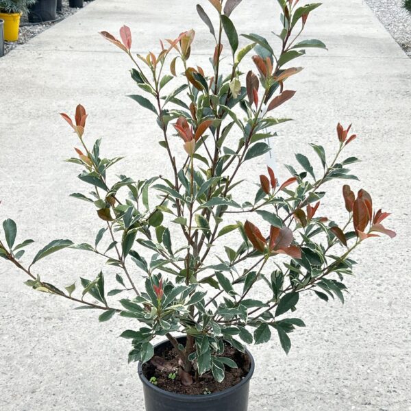 Photinia fr. 'Pink Marble' (Fotinija)