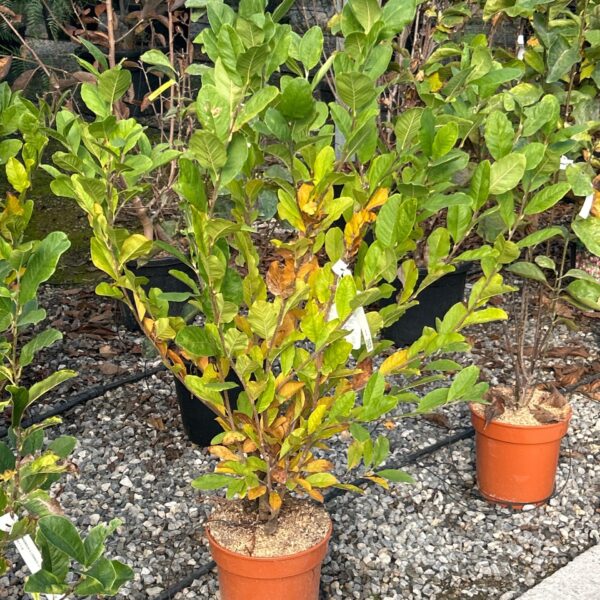 Magnolia x loebneri 'Leonard Messel' (Loebnerjeva magnolija)