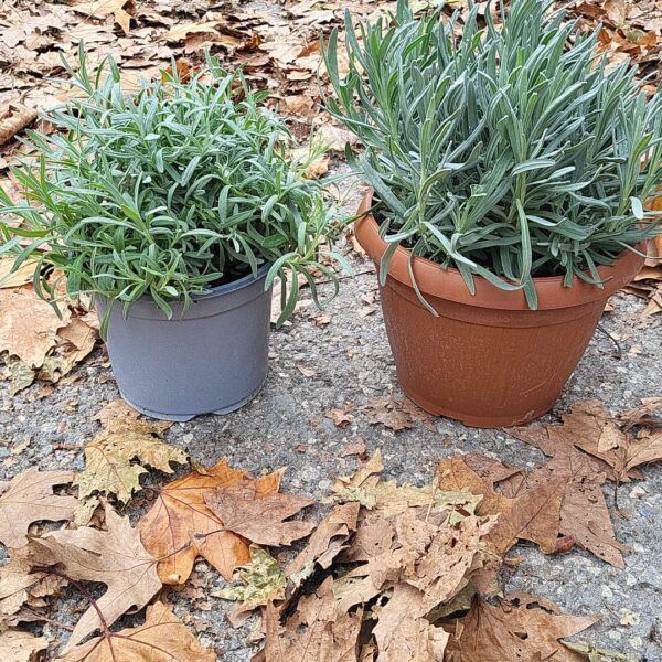 Lavandula angustifolia (Ozkolistna sivka)